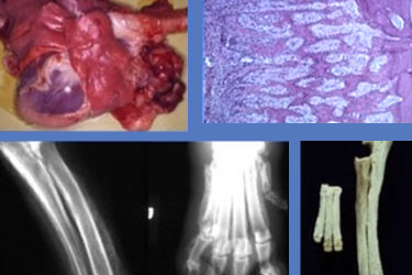 Bone Pathology Slideshow Library