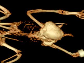 DMA4 - Parrot: Myositis Ossificans