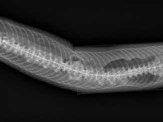 DML13 - Snakes: Proliferative Spinal Osteopathy