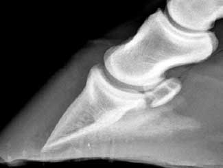 Eq15 - Equine: Laminitis
