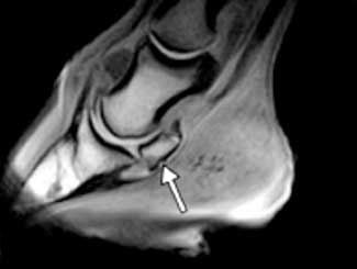 Eq25 - Equine: Navicular Disease