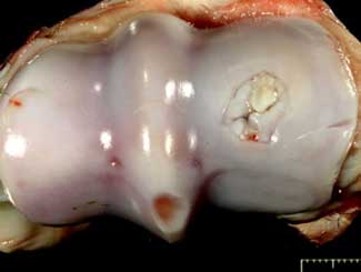 Eq4 - Equine: Bone Cyst