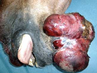 Eq7 - Equine: Desmoid-Type Fibromatosis