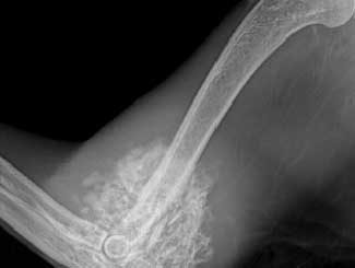 Fe10A - Feline: Fibrodysplasia Ossificans