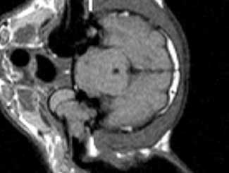 Fe14 - Feline: Nasopharyngeal Polyps