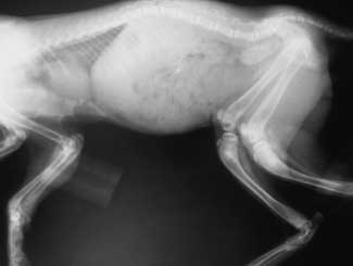 Fe15 - Feline: Osteodystrophy Fibrosa (OD)