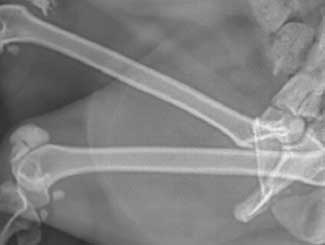 Fe16 - Feline: Osteogen Imperfecta