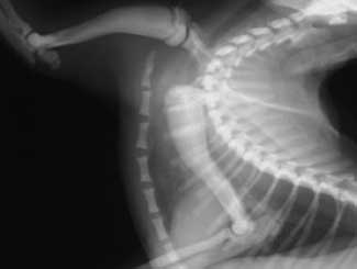 Fe17 - Feline: Osteopetrosis