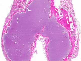 Fe20 - Feline: Osteoblastoma