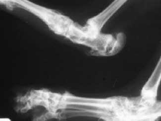 Fe26 - Feline: Osteochondrodysplasia