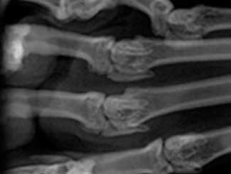 Fe4 - Feline: Bone and Joint Disorders