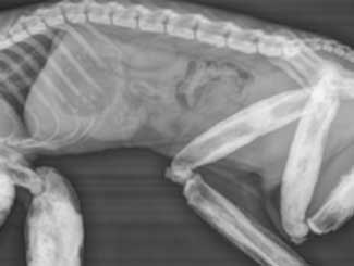 KT101 - Canine: Bone Disease