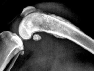 KT14 - Canine: Bone Infarct