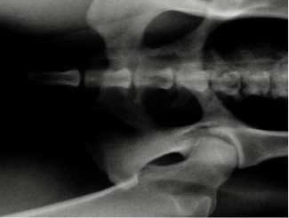 KT15 - Canine: Bone Infarct