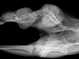 KT3 - Canine: Annular Synchronous Physeal Cartilage Tumor