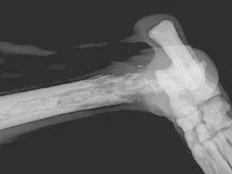 KT33 - Canine: Bone Infarct