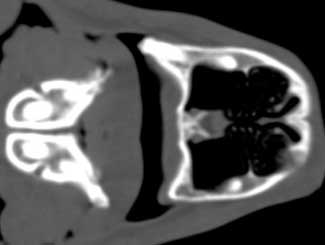 KT53 - Canine: Desmoplastic Fibroma