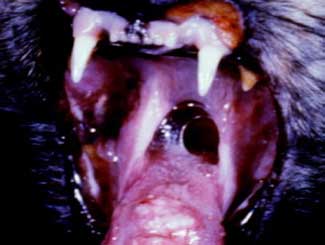 KT59 - Canine: Eosinophilic Granuloma