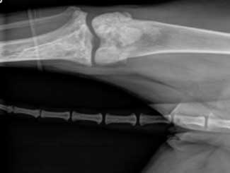 KT7 - Canine: Bone Infarct
