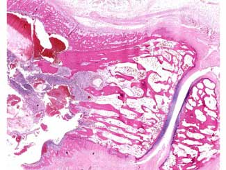 KT84 - Canine: Giant Cell Sarcoma