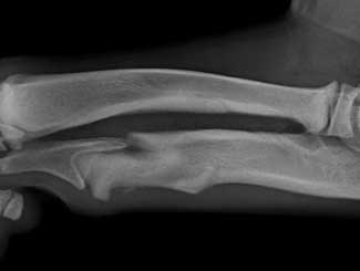 KT94 - Canine: Osteochondrodysplasia