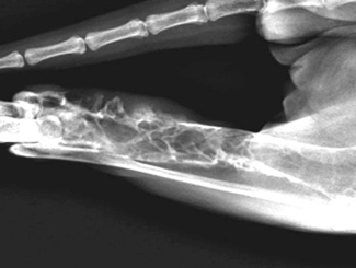 SM12: Seminar - Fibrous Dysplasia and Infarct in Opposite Tibias of Dogs vs. Children