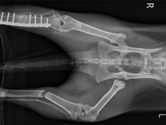 SM19: Seminar - Osteogenesis Imperfecta in Immature and Mature Small Animals