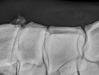 SM20: Seminar - Para-Articular Chondroma/Osteochondroma in Horses and Dogs