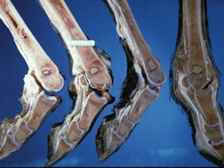 SM21: Seminar - Physitis Infection Patterns in Dogs