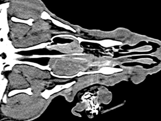 SM27: Seminar - Sinonasal Biopsy