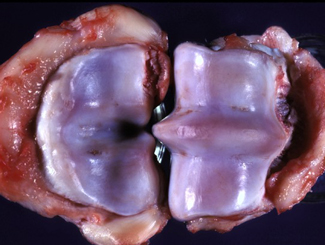 SM30: Seminar - Osteochondrosis of Horses and Dogs 