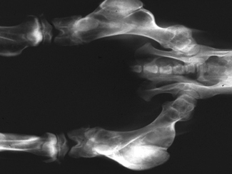 SM5: Seminar - Bone Surface Deposits