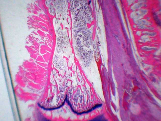 DML5 - Rabbit: Osteopenia