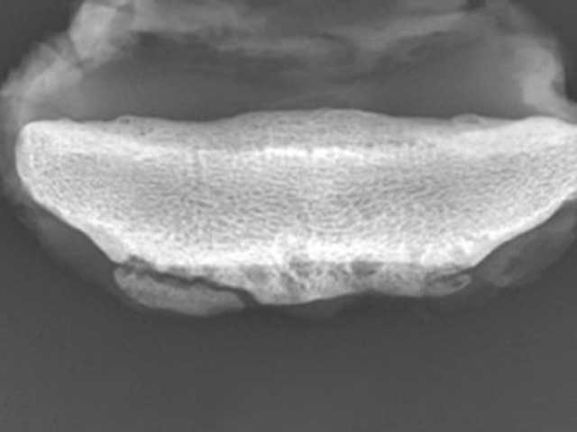 Eq20 - Equine: Navicular Disease