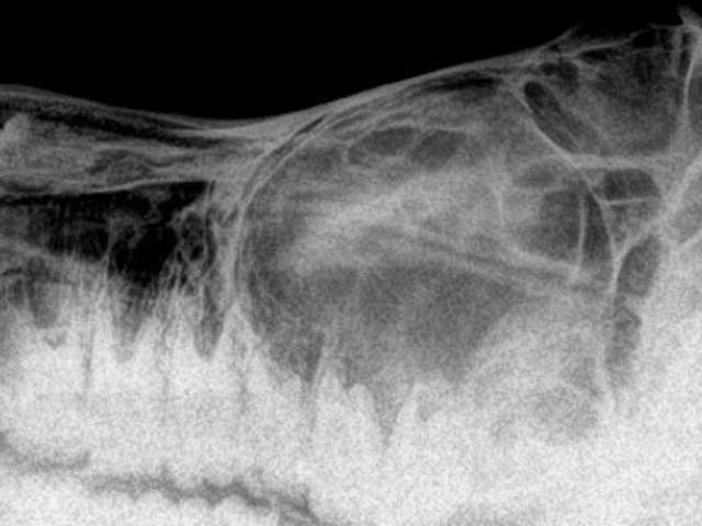 Eq36 - Equine: Nasal Septa