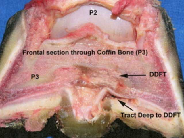 Eq9 - Equine: Foot Infection