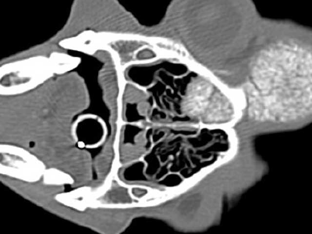 KT106 - Canine: Multilobular Tumor