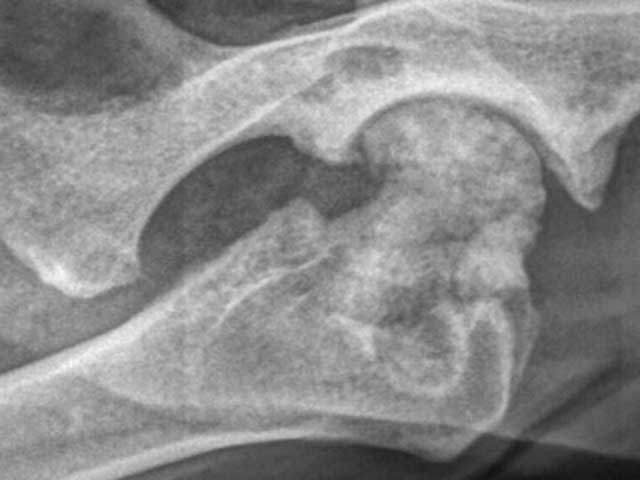 KT62 - Canine: Femoral Head Infarct