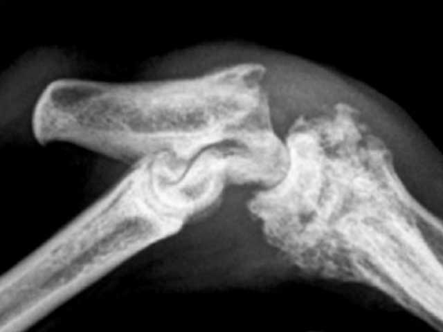 KT70 - Canine: Hock Joint Disease