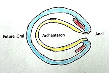 1.1 Stem Cell Origin