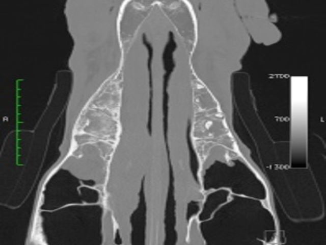 EMP - 1.1 Head Part 1 -- Nasal Cavity