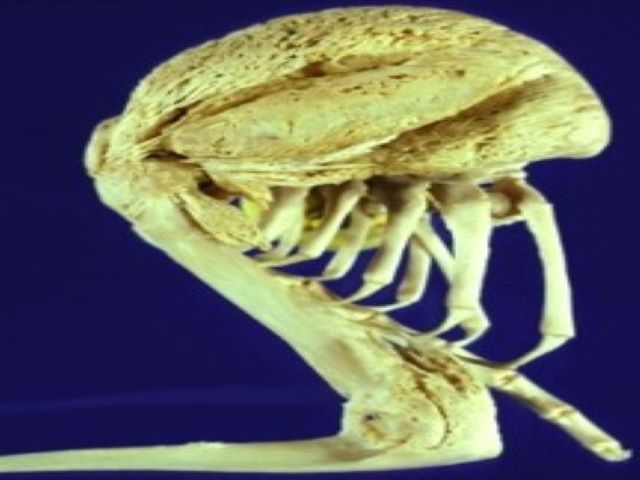 FMP - 10.1 Skeletal Muscle Related Disorders