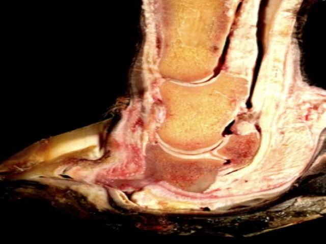 EMP - 14.1 Laminitis Acute Chronic