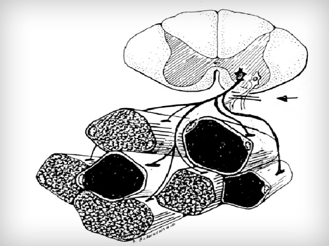 EMP - 8.1 Muscle Disorders