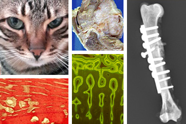 Feline Musculoskeletal Pathology Slideshow Library