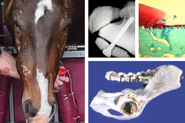 collage of horse and x rays